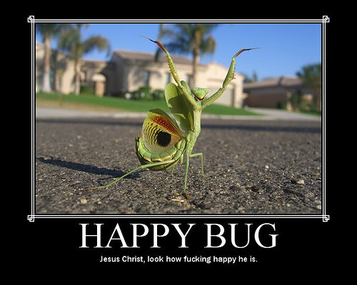 happy bug meme